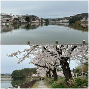 初めての北上・盛岡1泊旅…高松公園の桜も綺麗！ - 