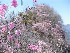 西上州（南牧村）　アカヤシオ咲く大津から三ツ岩岳へ　　　　　Mount Ōtsu & Mitsuiwadake in Nanmoku, Gunma - やっぱり自然が好き