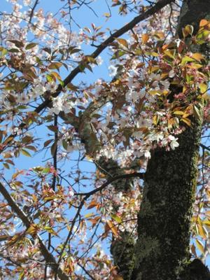 京都の風に吹かれて　　平野神社・様々な桜2 - 