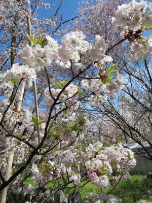 京都の風に吹かれて　　平野神社・様々な桜2 - 