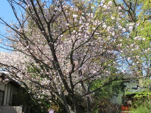 京都の風に吹かれて　　平野神社・様々な桜5 - 京都の風に吹かれて