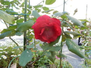 情熱の赤いバラが咲きました - 