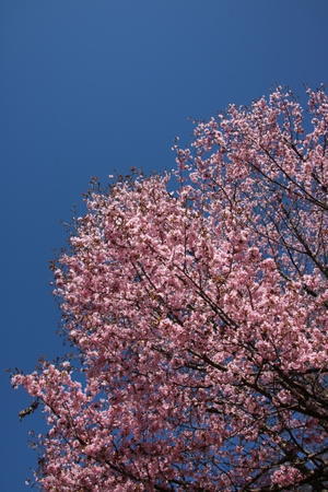 春爛漫の花と空 - 