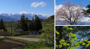 山桜と北アルプス - 