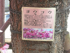 京都2024桜15 - バリ島大好き
