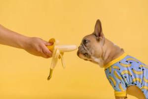 Can Dogs Eat Bananas? Exploring the Nutritional Benefits and Risks - 