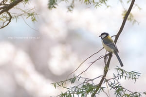 信越自然郷の鳥たち　シジュウカラ - 野沢温泉とその周辺いろいろ２