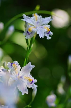 高尾山４月の花１・シャガ - 