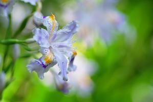 高尾山４月の花１・シャガ - 自然と仲良くなれたらいいな３
