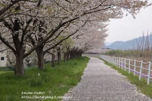 桜降る道　 - 風の彩りー３