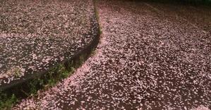 桜散り - 
