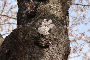 4月21日（日）　五稜郭公園の花見　6　お堀の外側は - 