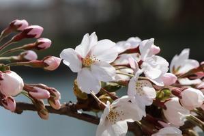 4月21日（日）　五稜郭公園の花見　6　お堀の外側は - 