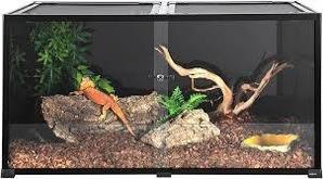  Maintaining Cleanliness and Hygiene in Reptile Enclosures - 