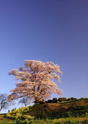 七草木の天神桜 - 