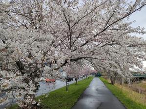 お花見ラン 新川桜並木 - 森と雪の中のアトリエ