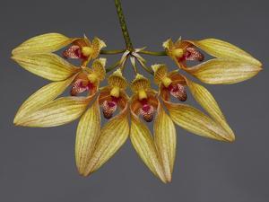 Bulbophyllum (Bulb.) annandalei  - 