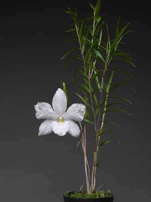 Dendrobium (Den.) papilio - 