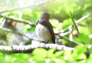 オオルリ - kiyo爺の鳥撮り