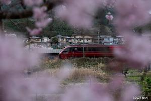 桜と近鉄特急 - 