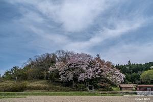 室生の桜(詳しくは都祁やから奈良) - 