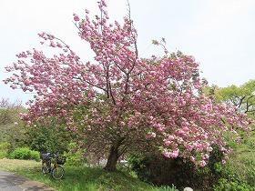 八重桜 - 