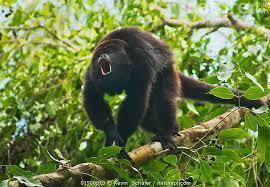What are the special features of howler monkeys? - 