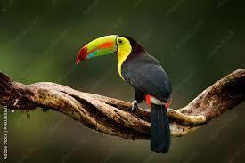 Discovering Guatemala's Vibrant Toucans: Masters of the Canopy - 
