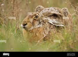 Is the European rabbit a keystone species? - 