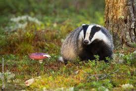 Are European badgers nocturnal? - 
