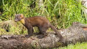 What is an interesting fact about the pine marten? - 