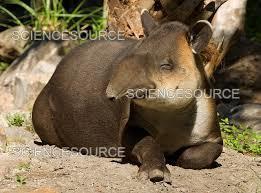 Why is the Central American tapir endangered? - 