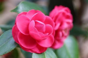 The Enchanting World of Japanese Camellias - 