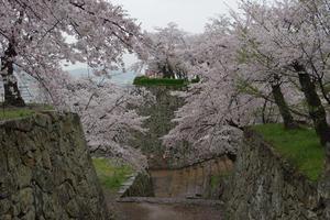 桜巡り。津山鶴山公園を歩く。その3 - 