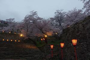 桜巡り。津山鶴山公園を歩く。その3 - 