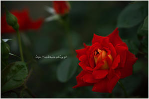 Spring Rose Garden 2024 #002 "Colorama" @ SONY Sonnar T* 135mm F1.8 ZA - 