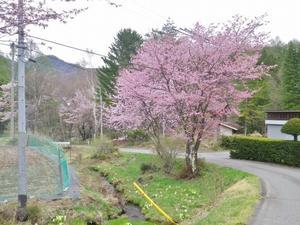 乗鞍高原の桜の花が満開になってきました！！ - 乗鞍高原カフェ＆バー スプリングバンクの日記②