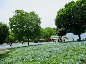  ネモフィラが満開の花の丘。──「昭和記念公園」@立川 - 