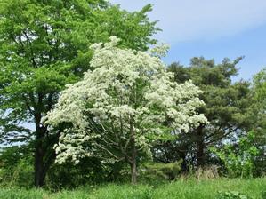  ネモフィラが満開の花の丘。──「昭和記念公園」@立川 - 