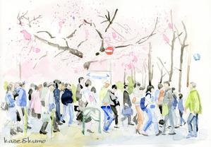 四条木屋町の桜 - 