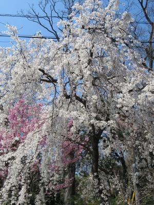 京都の風に吹かれて　　平野神社・様々な桜6 - 京都の風に吹かれて