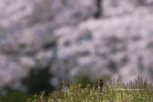 信越自然郷の鳥たち　ノビタキと桜 - 野沢温泉とその周辺いろいろ２