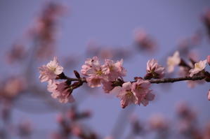 ワァ！　比布町村上山公園の桜が咲きました！！ - 突哨山(とっしょうざん)花ごよみ２　spipino2's Blog