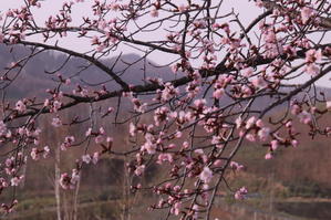 ワァ！　比布町村上山公園の桜が咲きました！！ - 