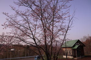 ワァ！　比布町村上山公園の桜が咲きました！！ - 