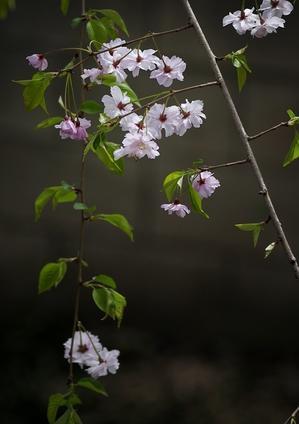弘福寺裏のしだれ桜 - 