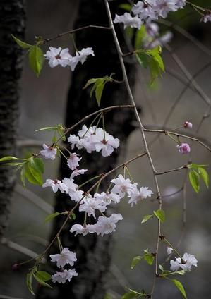 弘福寺裏のしだれ桜 - 