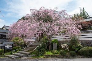 2024年　西念寺　シダレザクラ　 - 奈良の探訪