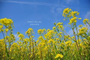 菜の花畑で♪・Ⅱ - FUNKY'S BLUE SKY