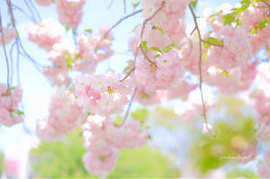 八重桜 - jumhina biyori*